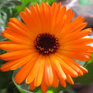 Calendula flower used in salve