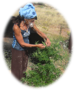 Bella harvesting herbs